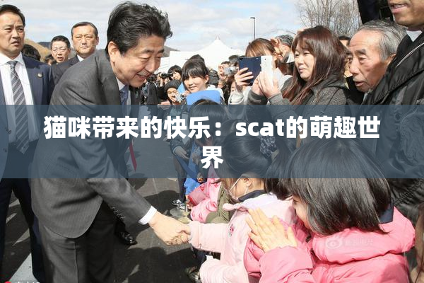 猫咪带来的快乐：scat的萌趣世界
