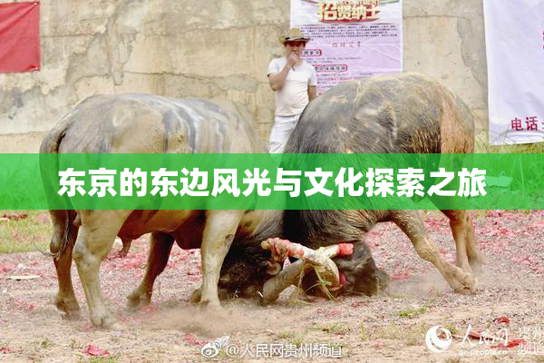 东京的东边风光与文化探索之旅