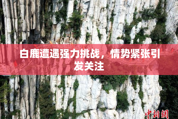 白鹿遭遇强力挑战，情势紧张引发关注