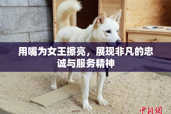 用嘴为女王擦亮，展现非凡的忠诚与服务精神
