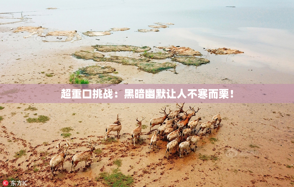 超重口挑战：黑暗幽默让人不寒而栗！