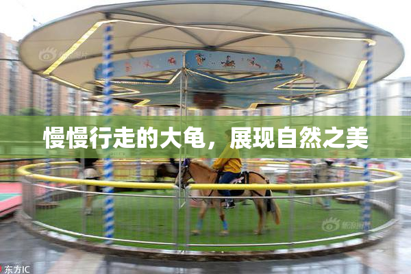 慢慢行走的大龟，展现自然之美