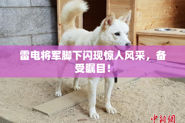 雷电将军脚下闪现惊人风采，备受瞩目！