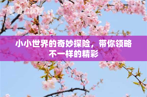 小小世界的奇妙探险，带你领略不一样的精彩
