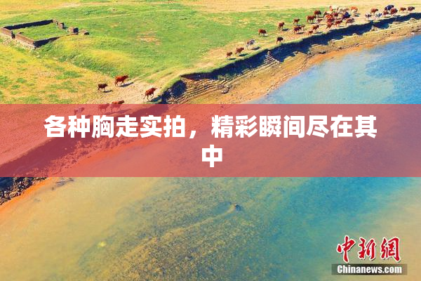 各种胸走实拍，精彩瞬间尽在其中