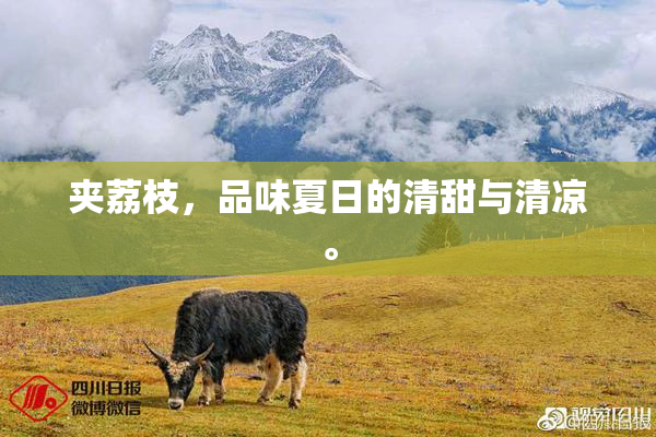 夹荔枝，品味夏日的清甜与清凉。