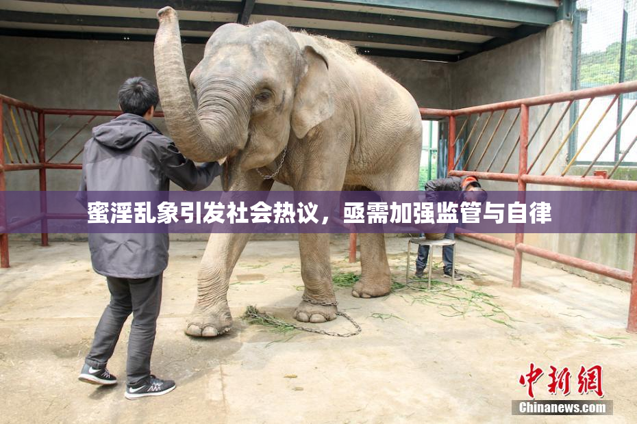 蜜淫乱象引发社会热议，亟需加强监管与自律