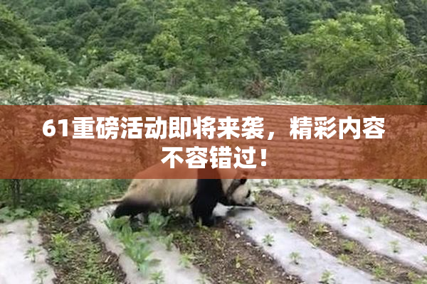 61重磅活动即将来袭，精彩内容不容错过！
