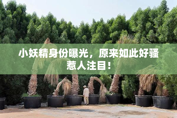 小妖精身份曝光，原来如此好骚惹人注目！