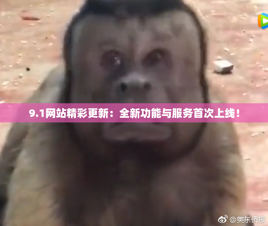 9.1网站精彩更新：全新功能与服务首次上线！