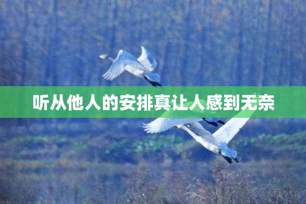 听从他人的安排真让人感到无奈