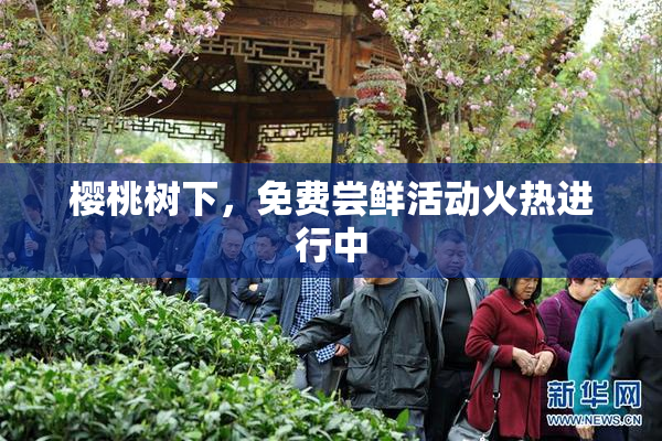 樱桃树下，免费尝鲜活动火热进行中