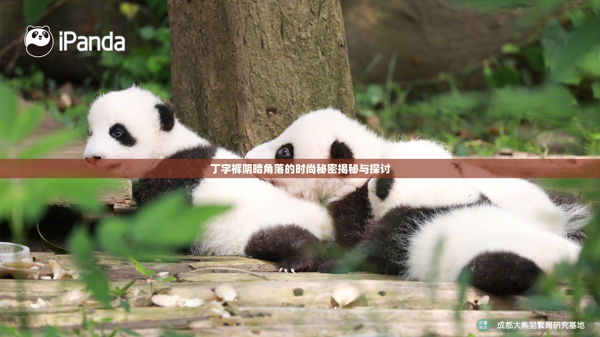 丁字裤阴暗角落的时尚秘密揭秘与探讨