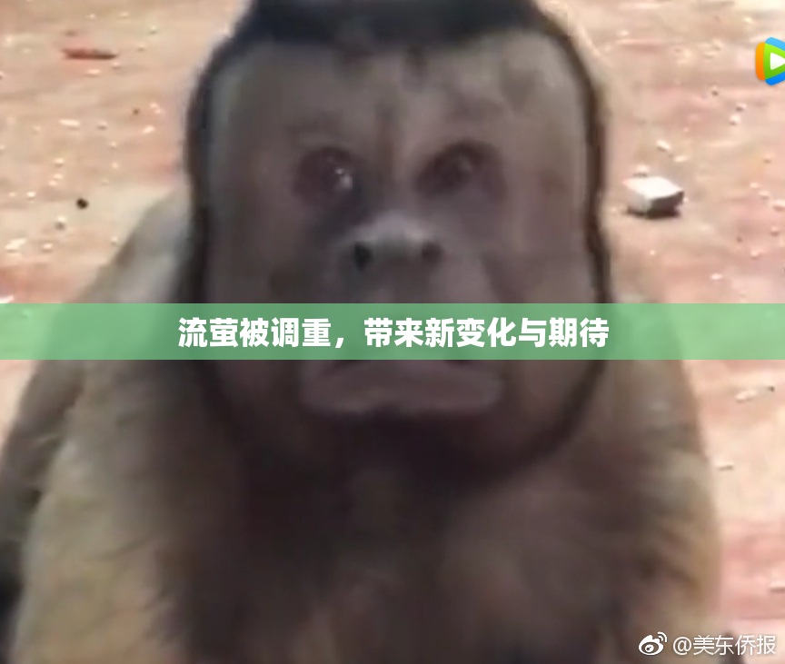 流萤被调重，带来新变化与期待