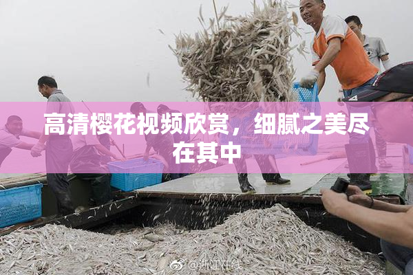 高清樱花视频欣赏，细腻之美尽在其中