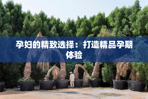 孕妇的精致选择：打造精品孕期体验