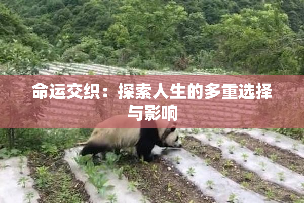 命运交织：探索人生的多重选择与影响
