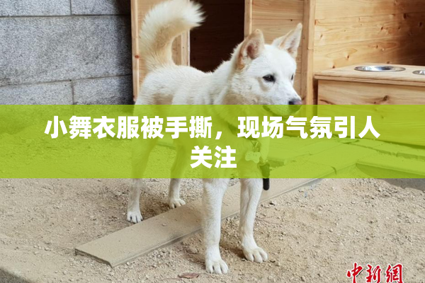 小舞衣服被手撕，现场气氛引人关注