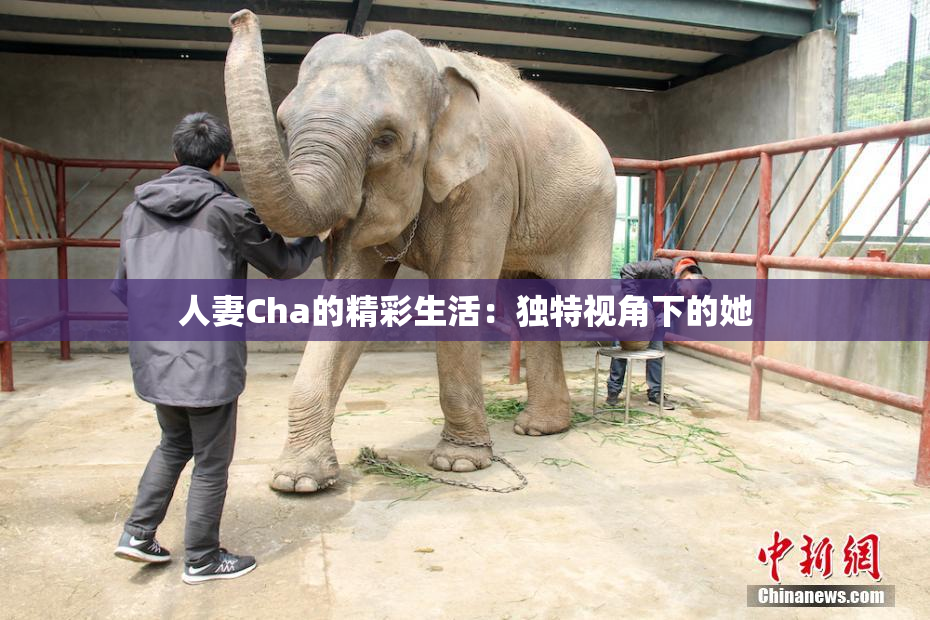 人妻Cha的精彩生活：独特视角下的她