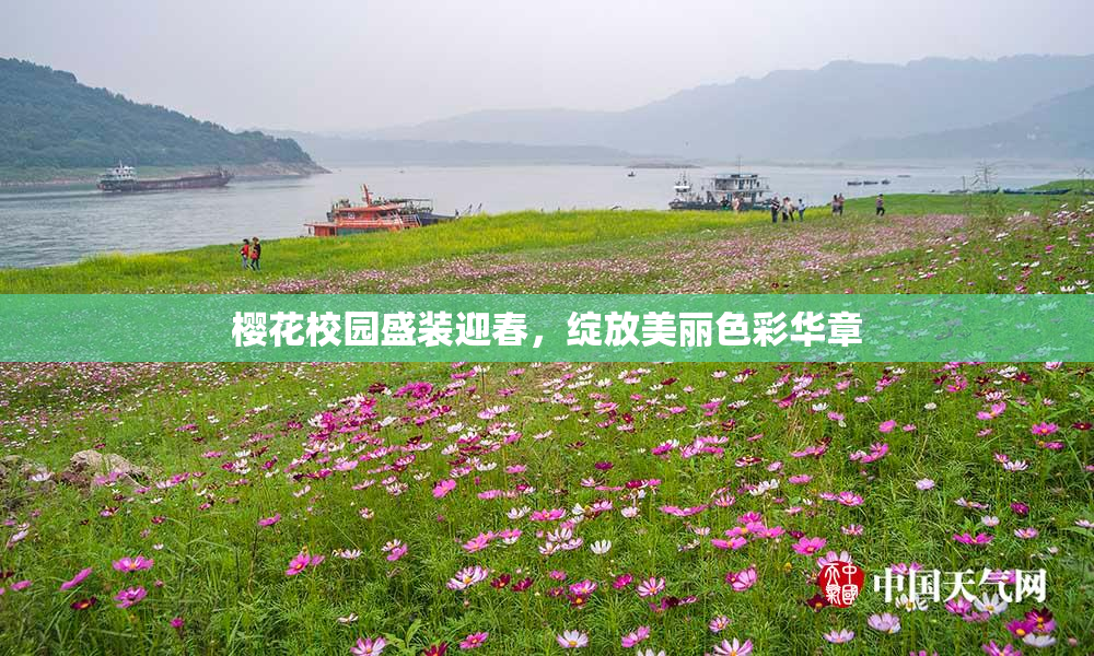樱花校园盛装迎春，绽放美丽色彩华章