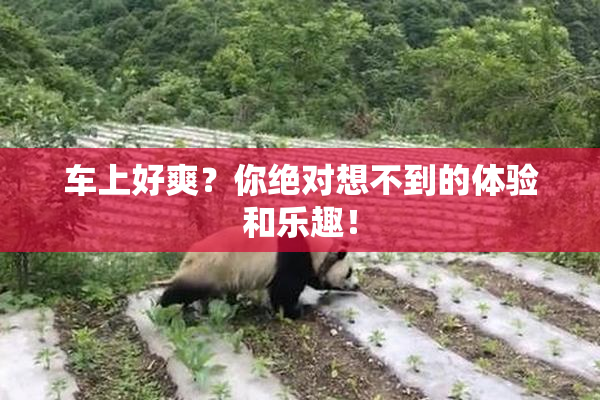 车上好爽？你绝对想不到的体验和乐趣！