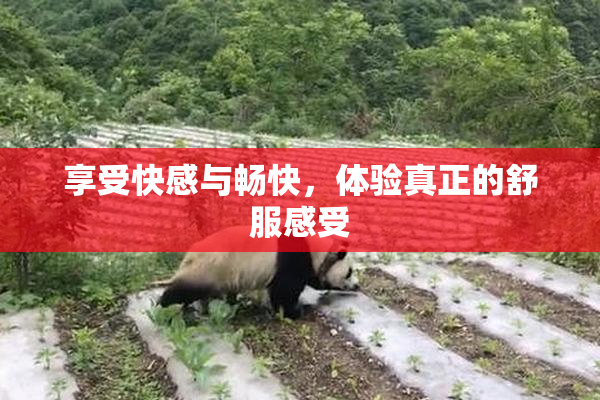 享受快感与畅快，体验真正的舒服感受