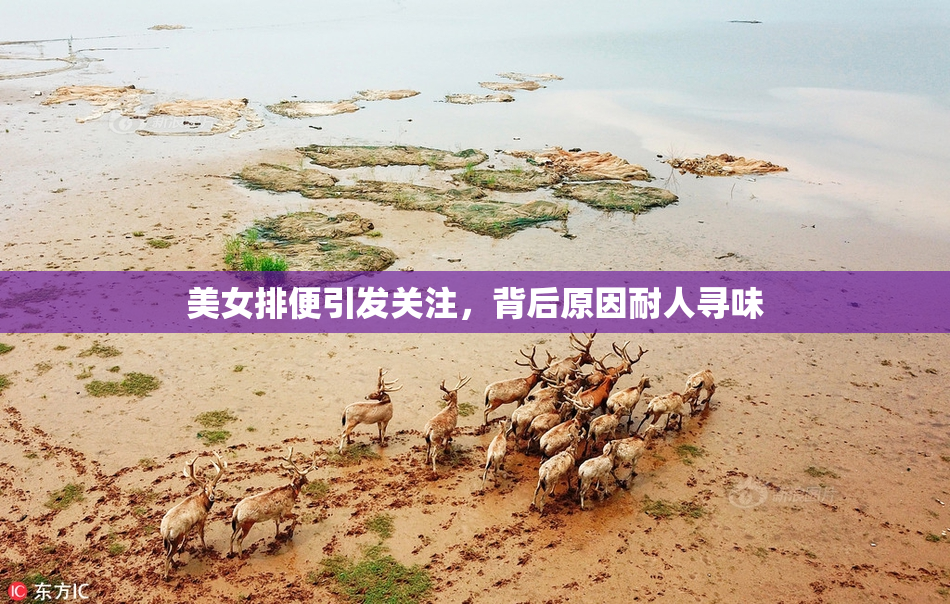 美女排便引发关注，背后原因耐人寻味