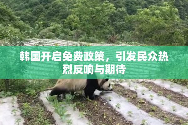 韩国开启免费政策，引发民众热烈反响与期待
