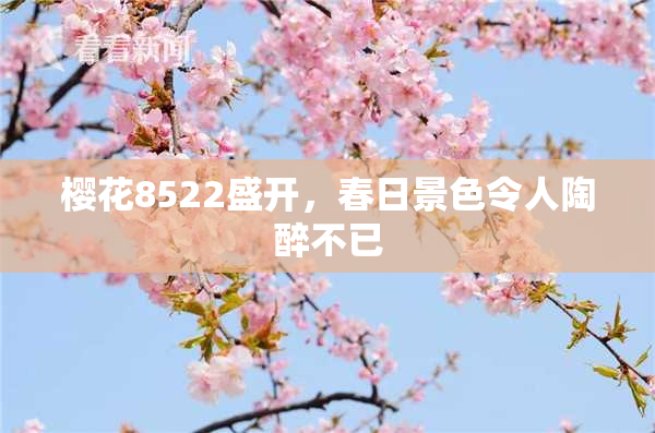 樱花8522盛开，春日景色令人陶醉不已