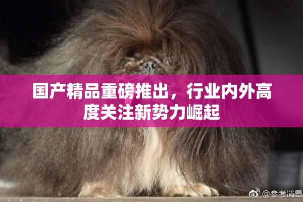 国产精品重磅推出，行业内外高度关注新势力崛起