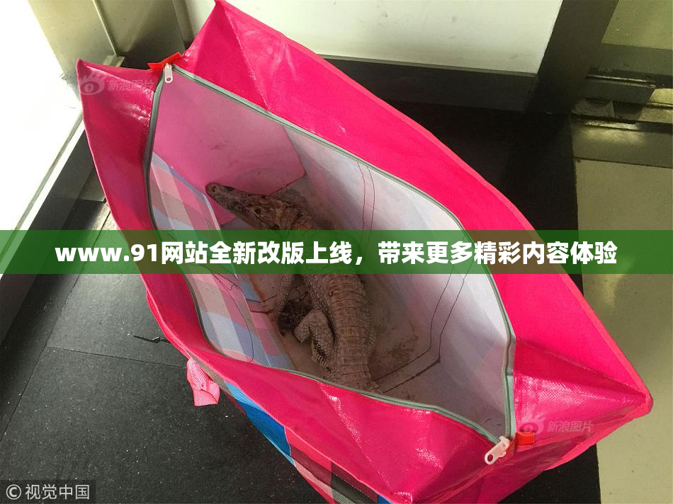 www.91网站全新改版上线，带来更多精彩内容体验