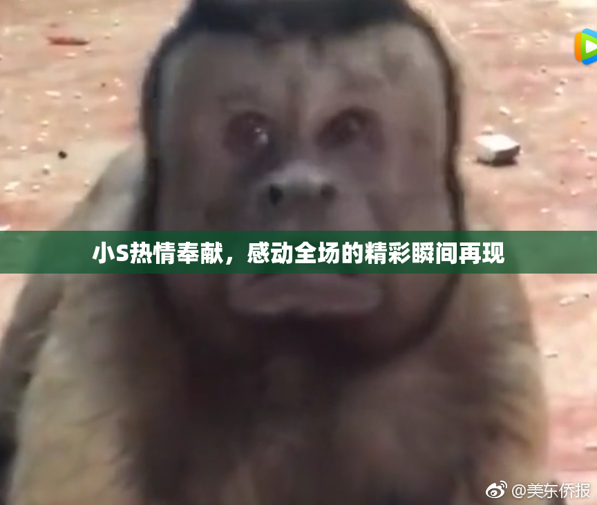 小S热情奉献，感动全场的精彩瞬间再现