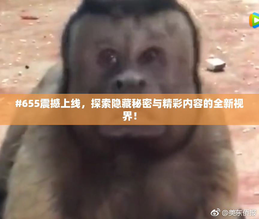 #655震撼上线，探索隐藏秘密与精彩内容的全新视界！