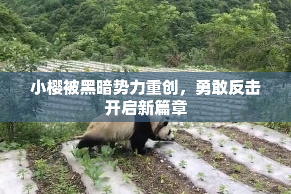 小樱被黑暗势力重创，勇敢反击开启新篇章