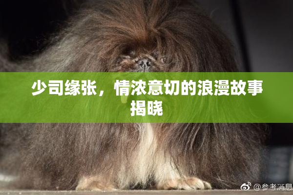 少司缘张，情浓意切的浪漫故事揭晓