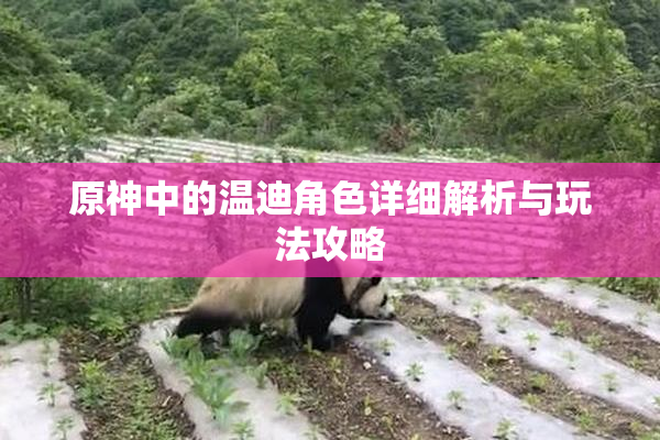 原神中的温迪角色详细解析与玩法攻略