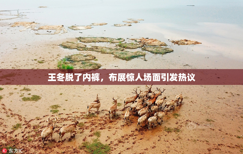 王冬脱了内裤，布展惊人场面引发热议