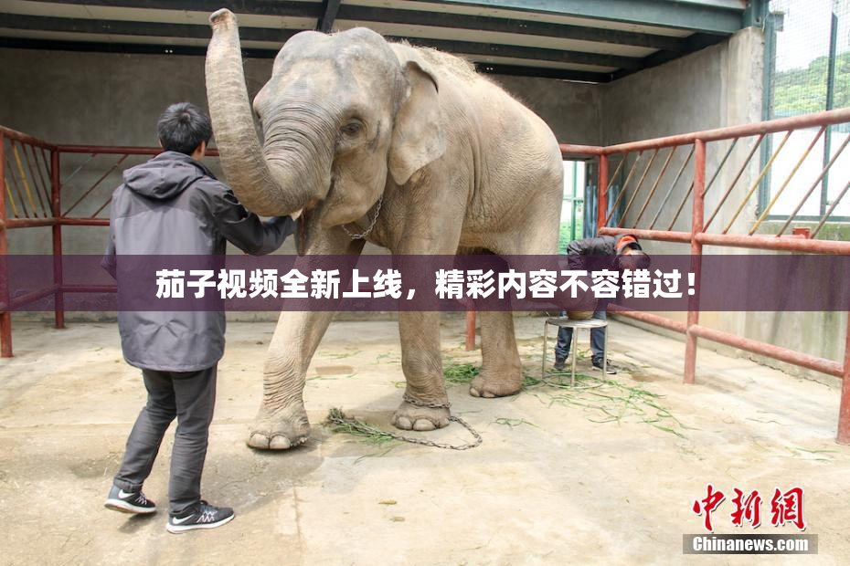 茄子视频全新上线，精彩内容不容错过！