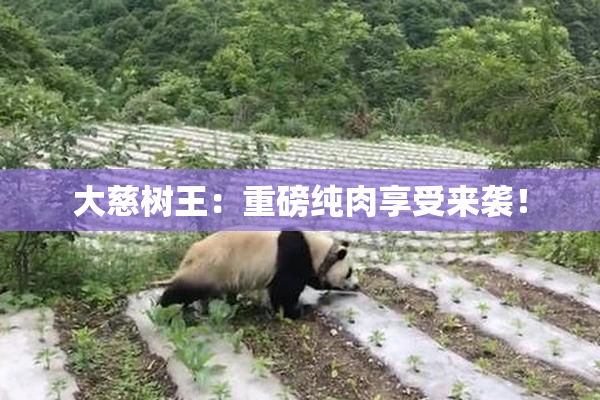 大慈树王：重磅纯肉享受来袭！
