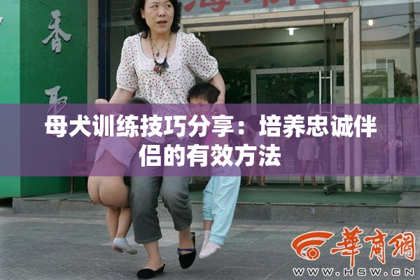 母犬训练技巧分享：培养忠诚伴侣的有效方法