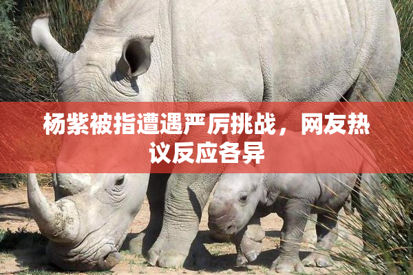 杨紫被指遭遇严厉挑战，网友热议反应各异