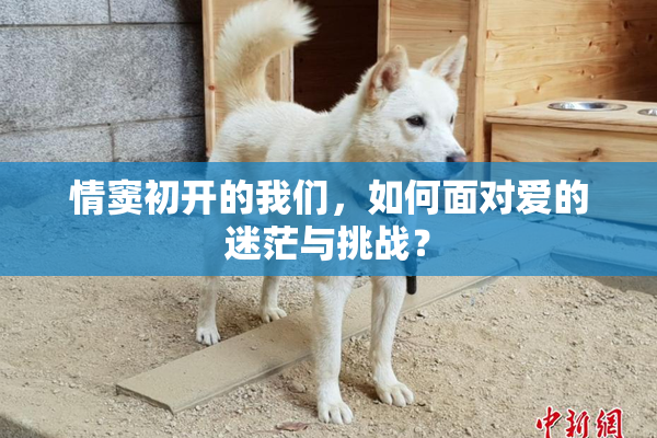 情窦初开的我们，如何面对爱的迷茫与挑战？