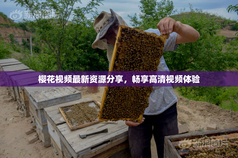 樱花视频最新资源分享，畅享高清视频体验