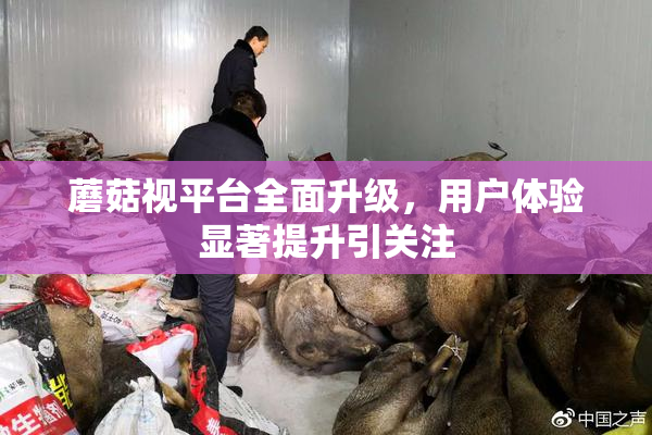 蘑菇视平台全面升级，用户体验显著提升引关注