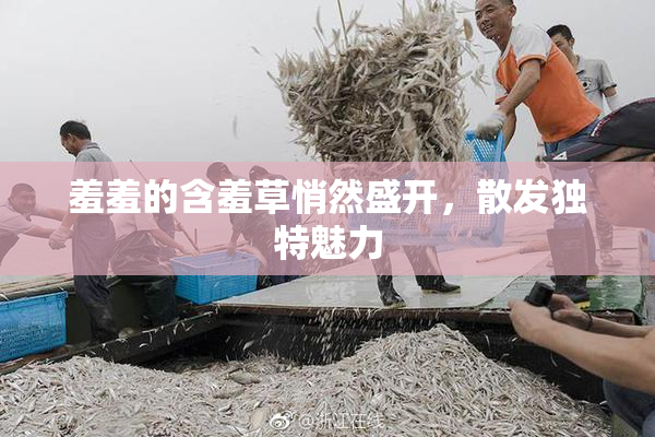 羞羞的含羞草悄然盛开，散发独特魅力