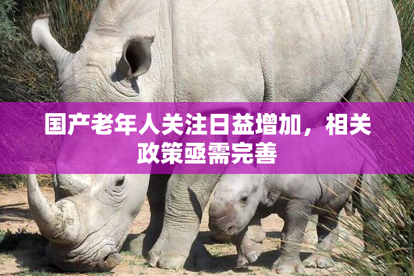 国产老年人关注日益增加，相关政策亟需完善