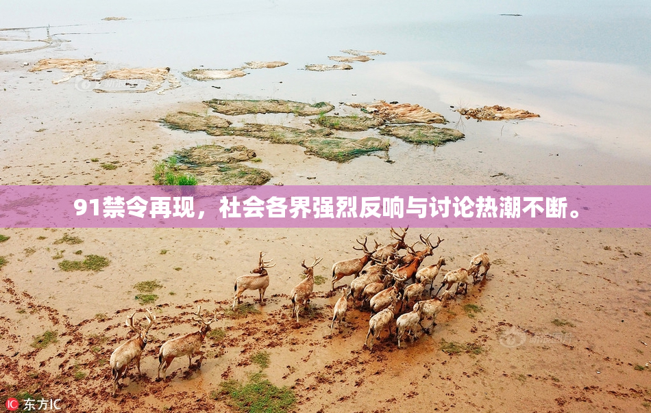 91禁令再现，社会各界强烈反响与讨论热潮不断。