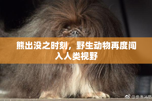 熊出没之时刻，野生动物再度闯入人类视野
