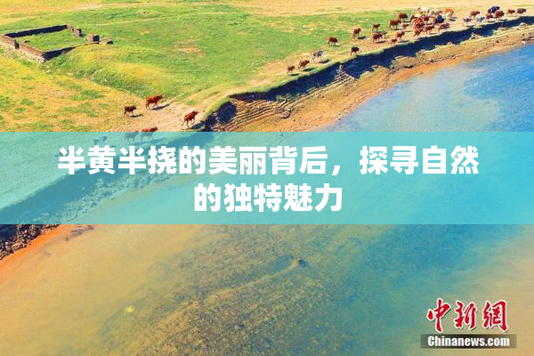 半黄半挠的美丽背后，探寻自然的独特魅力
