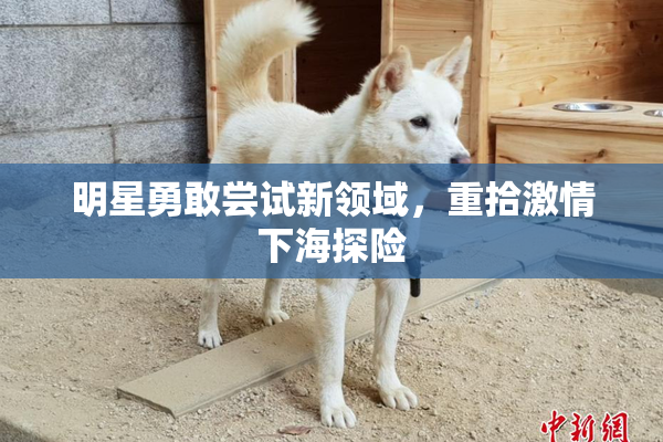 明星勇敢尝试新领域，重拾激情下海探险